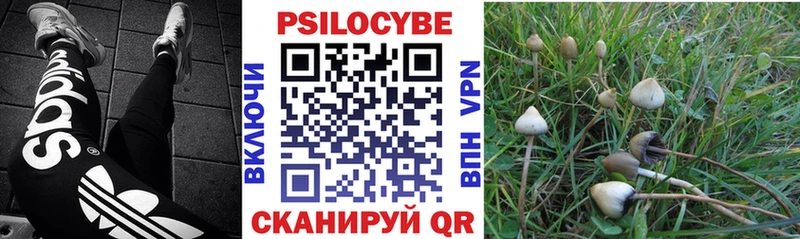 Псилоцибиновые грибы Psilocybe Инсар